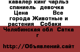  кавалер кинг чарльз спаниель -девочка › Цена ­ 45 000 - Все города Животные и растения » Собаки   . Челябинская обл.,Сатка г.